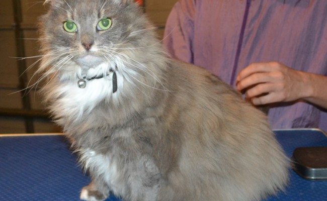 Sunday is a Mainecoone X. She had her fur shaved done, nails clipped and ears cleaned. — at Kylies Cat Grooming Services.