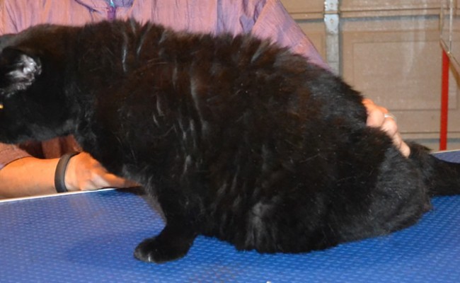 Middy is a old British Short Hair. He had his fur shaved down, nails clipped, ears cleaned and a wash n blow dry. — at Kylies Cat Grooming Services.