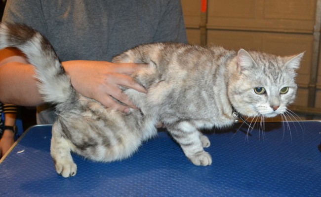 Damla is a Short Hair Domestic. She had her fur shaved down, nails clipped and ears cleaned. — at Kylies Cat Grooming Services.