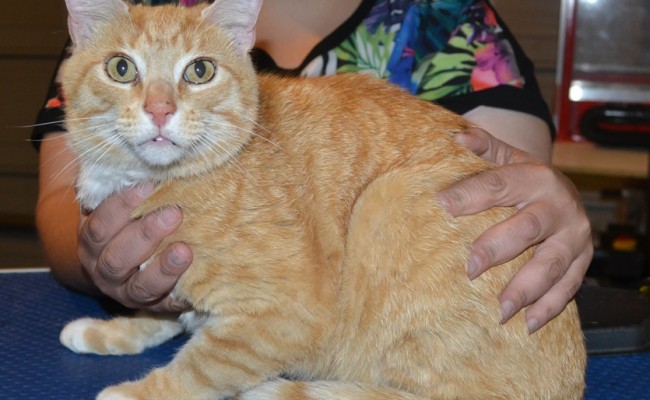 Taz is a Short Hair Domestic. He had his fur shaved down, nails clipped and ears cleaned. — at Kylies Cat Grooming Services.