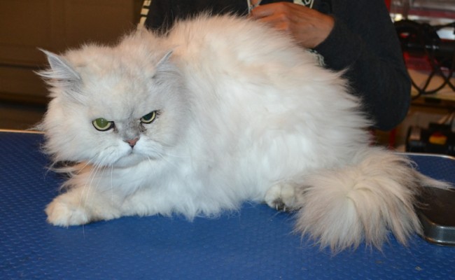 Romeo is a Persian. He had his fur shaved down, nails clipped and ears and eyes cleaned. — at Kylies Cat Grooming Services.