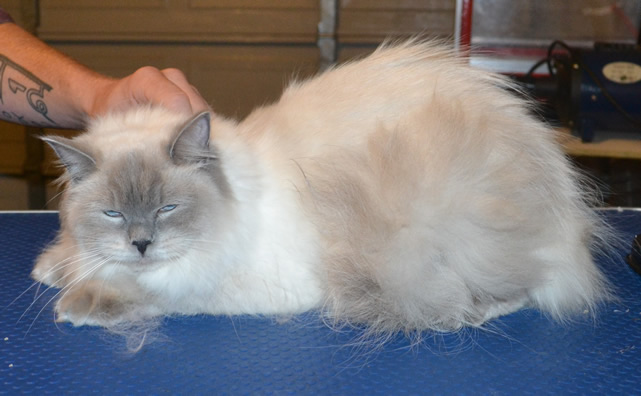 Belle is a Ragdoll. She had her fur shaved down, nails clipped and ears cleaned. — at Kylies Cat Grooming Services.