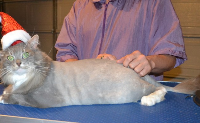 Sunday is a Mainecoone X. She had her fur shaved done, nails clipped and ears cleaned. — at Kylies Cat Grooming Services.