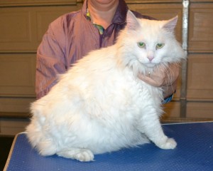 Mr T is a Big Long Hair Domestic. He had his matted fur shaved down, nails clipped, ears cleaned and a wash n blow dry. — at Kylies Cat Grooming Services.