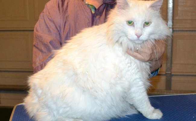 Mr T is a Big Long Hair Domestic. He had his matted fur shaved down, nails clipped, ears cleaned and a wash n blow dry. — at Kylies Cat Grooming Services.