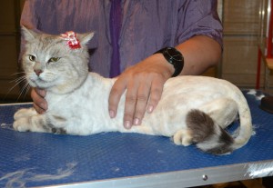 Damla is a Short Hair Domestic. She had her fur shaved down, nails clipped and ears cleaned. — at Kylies Cat Grooming Services.