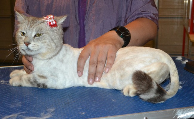 Damla is a Short Hair Domestic. She had her fur shaved down, nails clipped and ears cleaned. — at Kylies Cat Grooming Services.