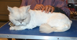 Romeo is a Persian. He had his fur shaved down, nails clipped and ears and eyes cleaned. — at Kylies Cat Grooming Services.