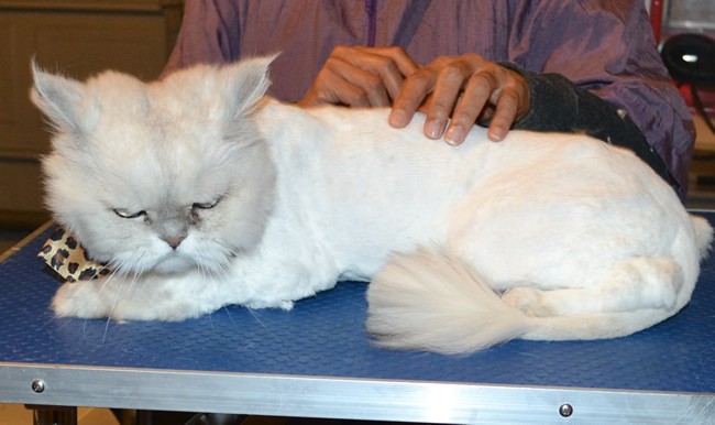 Romeo is a Persian. He had his fur shaved down, nails clipped and ears and eyes cleaned. — at Kylies Cat Grooming Services.