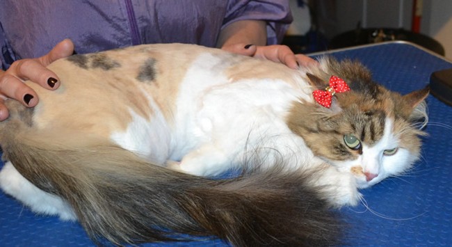 Babs is a Norweigen Forest Cat. She had her matted fur shaved down, nails clipped and ears cleaned.. — at Kylies Cat Grooming Services.