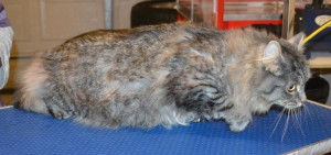 Memphis is a Long Hair Domestic. She had her fur shaved down, nails clipped and ears cleaned. — at Kylies Cat Grooming Services.