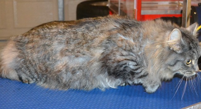 Memphis is a Long Hair Domestic. She had her fur shaved down, nails clipped and ears cleaned. — at Kylies Cat Grooming Services.