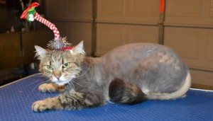 Tinka is a Medium hair Domestic. She had her fur shaved down, nails clipped and ears cleaned. — at Kylies Cat Grooming Services.