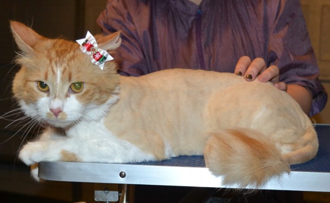 Freyja is a Medium Hair Dom. She had her Fur shaved down, nails clipped and ears cleaned. — at Kylies Cat Grooming Services.