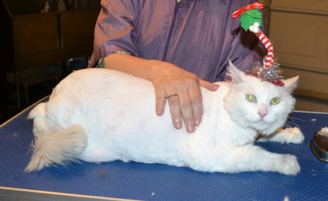 Mr T is a Big Long Hair Domestic. He had his matted fur shaved down, nails clipped, ears cleaned and a wash n blow dry. — at Kylies Cat Grooming Services.
