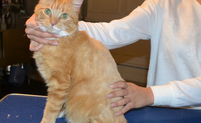 Zhanna is a Shot Hair Ginger. She had her fur shaved down ,nails clipped and eras cleaned. — at Kylies Cat Grooming Services.