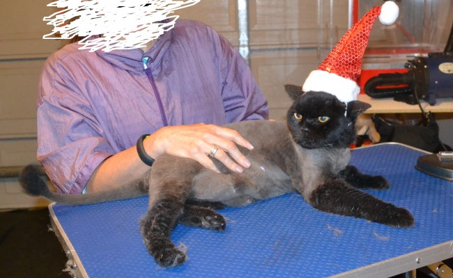 Middy is a old British Short Hair. He had his fur shaved down, nails clipped, ears cleaned and a wash n blow dry. — at Kylies Cat Grooming Services.