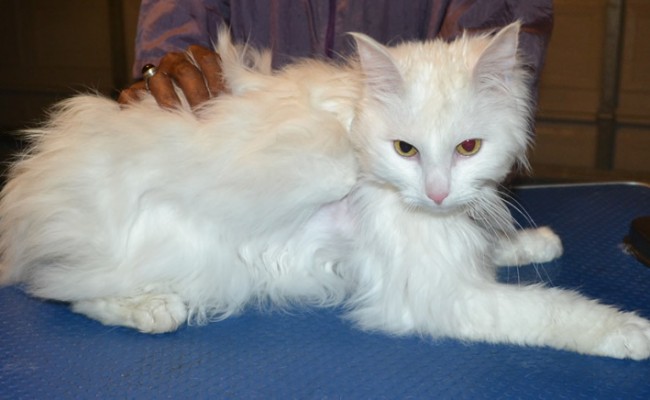 Billosing is a Long Hair Domestic. He had his matted fur shaved down, nails clipped and ears cleaned. — at Kylies Cat Grooming Services.