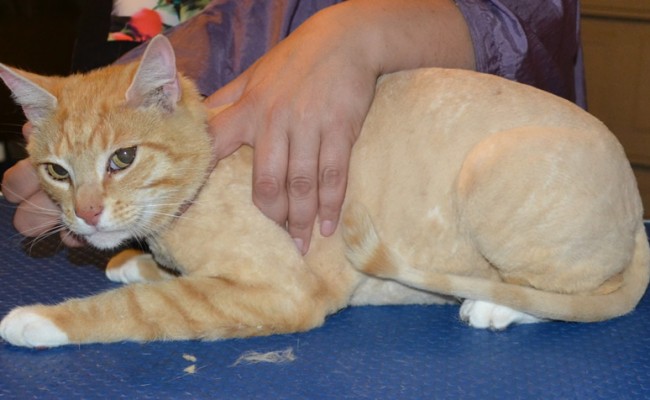 Taz is a Short Hair Domestic. He had his fur shaved down, nails clipped and ears cleaned. — at Kylies Cat Grooming Services.