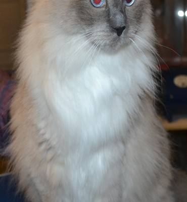 Emmett is a Ragdoll. He had his Fur shaved down, nails clipped and ears cleaned. — at Kylies Cat Grooming Services.
