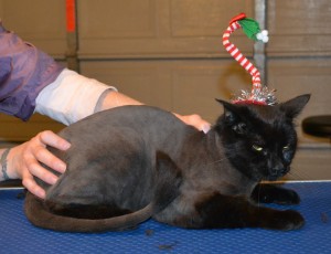 Suda is a Short Hair Domestic. He had his fur shaved down, nails clipped, ears cleaned and a wash n blow dry. — at Kylies Cat Grooming Services.