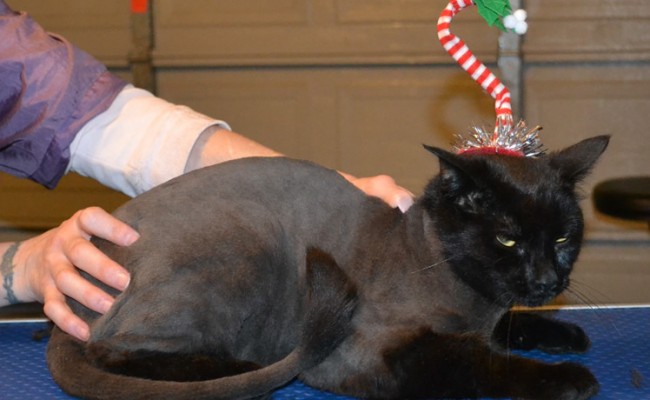 Suda is a Short Hair Domestic. He had his fur shaved down, nails clipped, ears cleaned and a wash n blow dry. — at Kylies Cat Grooming Services.