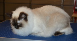 Coco is a Ragdoll. She had her fur shaved down, nails clipped and ears cleaned. — at Kylies Cat Grooming Services.