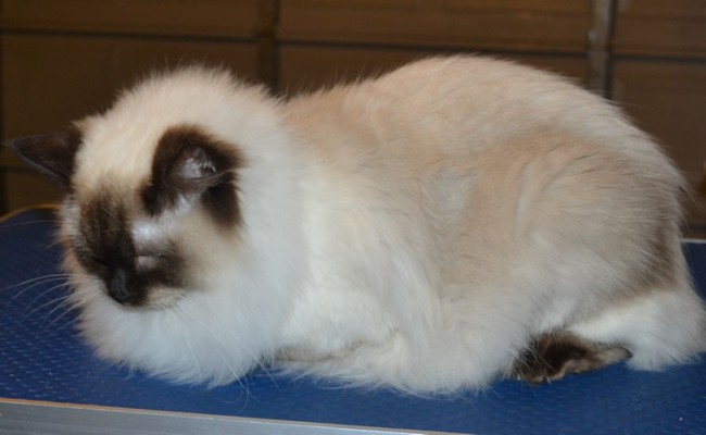 Coco is a Ragdoll. She had her fur shaved down, nails clipped and ears cleaned. — at Kylies Cat Grooming Services.