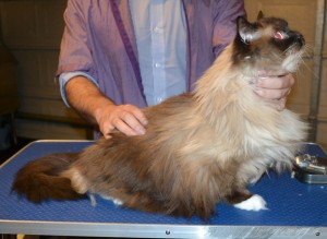 Milo is a Ragdoll. She had her fur shaved down, nails clipped, ears cleaned and a wash n blow dry. — at Kylies Cat Grooming Services.