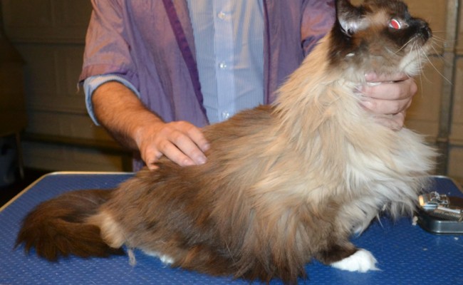 Milo is a Ragdoll. She had her fur shaved down, nails clipped, ears cleaned and a wash n blow dry. — at Kylies Cat Grooming Services.