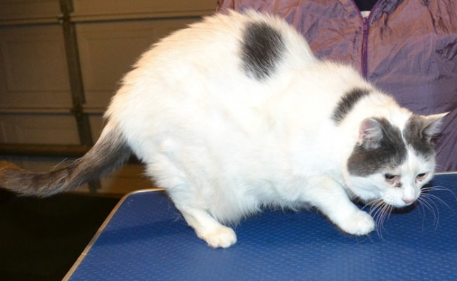 Dorothy is a Short Hair Domestic. She had her fur shaved down, nails clipped, ears cleaned and a full set of Hot Pink Softpaws nail caps. — at Kylies Cat Grooming Services.
