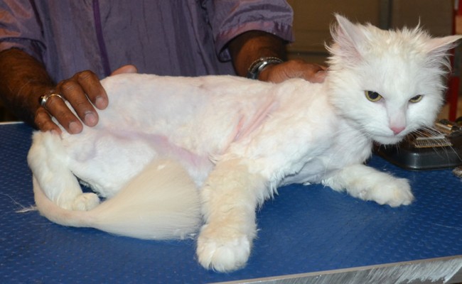 Billosing is a Long Hair Domestic. He had his matted fur shaved down, nails clipped and ears cleaned. — at Kylies Cat Grooming Services.