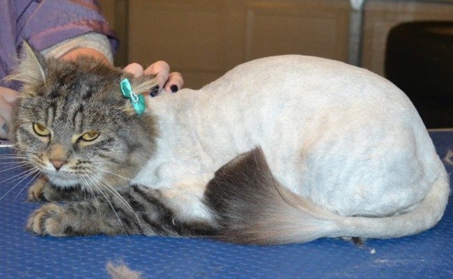 Memphis is a Long Hair Domestic. She had her fur shaved down, nails clipped and ears cleaned. — at Kylies Cat Grooming Services.