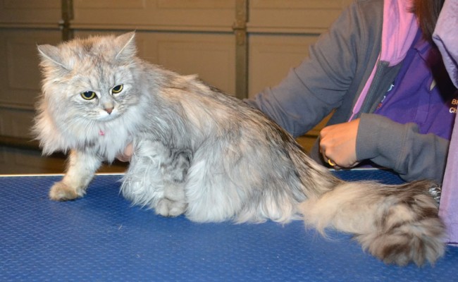 Momo is a Chinchilla. She had her fur shaved down, nails clipped and ears cleaned. — at Kylies Cat Grooming Services.