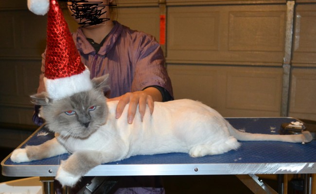 Emmett is a Ragdoll. He had his Fur shaved down, nails clipped and ears cleaned. — at Kylies Cat Grooming Services.