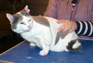 Dorothy is a Short Hair Domestic. She had her fur shaved down, nails clipped, ears cleaned and a full set of Hot Pink Softpaws nail caps. — at Kylies Cat Grooming Services.