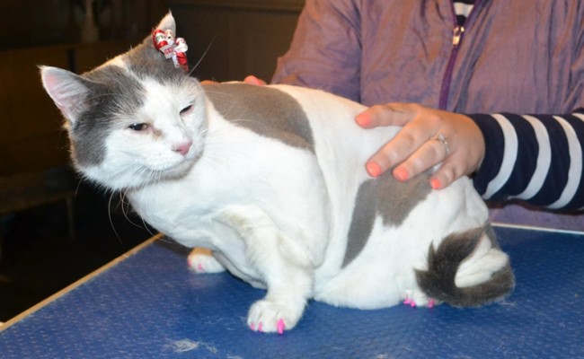 Dorothy is a Short Hair Domestic. She had her fur shaved down, nails clipped, ears cleaned and a full set of Hot Pink Softpaws nail caps. — at Kylies Cat Grooming Services.