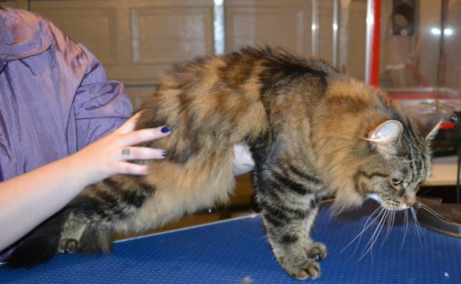 Sway is a Long hair Domestic. She had her fur shaved down, nails clipped and ears cleaned. — at Kylies Cat Grooming Services.