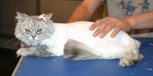Momo is a Chinchilla. She had her fur shaved down, nails clipped and ears cleaned. — at Kylies Cat Grooming Services.