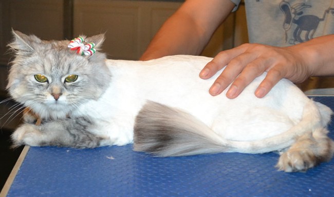 Momo is a Chinchilla. She had her fur shaved down, nails clipped and ears cleaned. — at Kylies Cat Grooming Services.