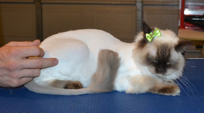 Coco is a Ragdoll. She had her fur shaved down, nails clipped and ears cleaned. — at Kylies Cat Grooming Services.