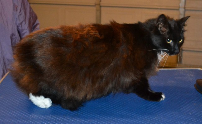 Lola is a Long Hair Domestic. She had her fur shaved down, nails clipped and ears cleaned. — at Kylies Cat Grooming Services.