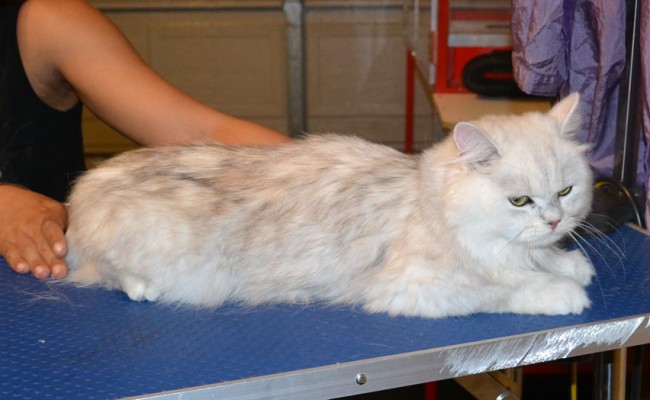Harvey is a Chinchilla. He had his fur shaved down, nails clipped and ears cleaned. — at Kylies Cat Grooming Services.