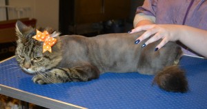 Sway is a Long hair Domestic. She had her fur shaved down, nails clipped and ears cleaned. — at Kylies Cat Grooming Services.