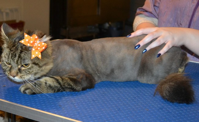 Sway is a Long hair Domestic. She had her fur shaved down, nails clipped and ears cleaned. — at Kylies Cat Grooming Services.
