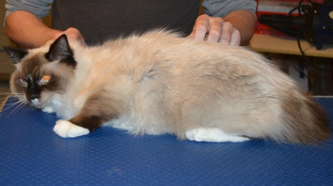 Maddy is a Ragdoll. She had her fur shaved down, nails clipped and ears cleaned. — at Kylies Cat Grooming Services.