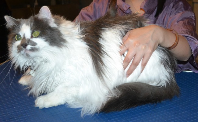 Yoshi is a Long hair Domestic. She had her matted for shaved off, nails clipped, ears cleaned and a wash n blow dry. — at Kylies Cat Grooming Services.