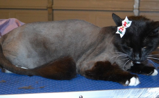 Lola is a Long Hair Domestic. She had her fur shaved down, nails clipped and ears cleaned. — at Kylies Cat Grooming Services.
