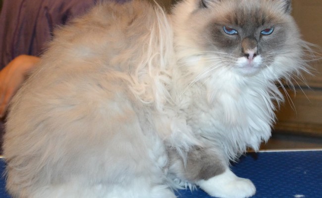 Wallace is a Ragdoll. He had his Fur shaved down, nails clipped and ears cleaned. — at Kylies Cat Grooming Services.
