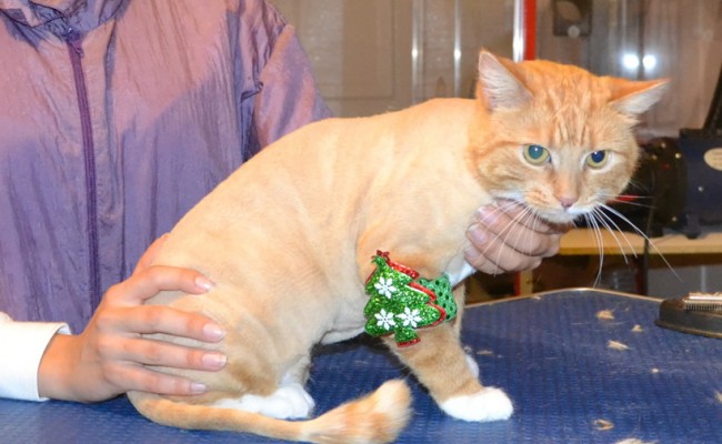 Zhanna is a Shot Hair Ginger. She had her fur shaved down ,nails clipped and eras cleaned. — at Kylies Cat Grooming Services.